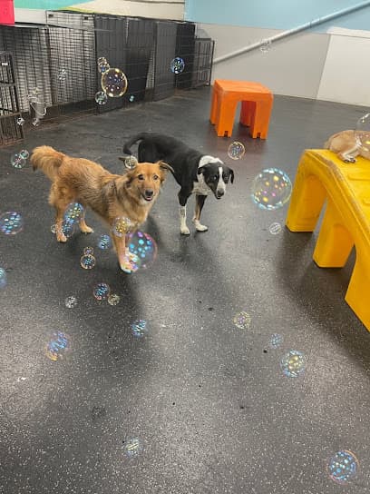 Dogtopia of 8th Avenue - Nashville