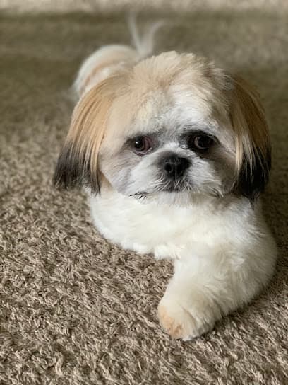 Jordan's Pet Grooming