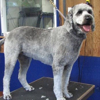 Chez Jeanne Dog and Cat Grooming