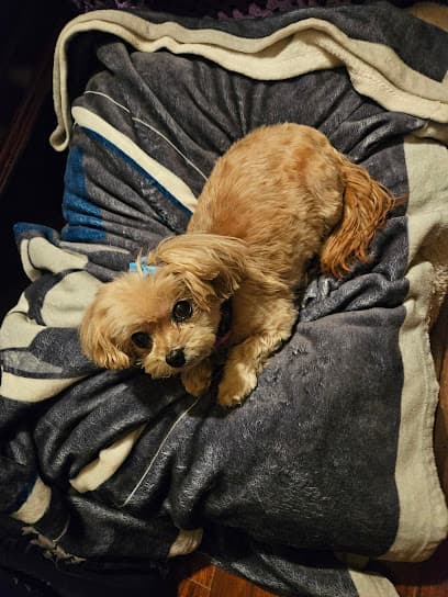 Pawsitively Clean