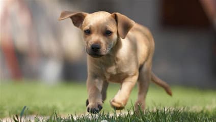 Happy Tails