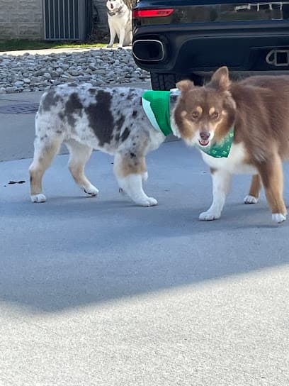 Dirty Hairy's Self and Full Service Dog Wash