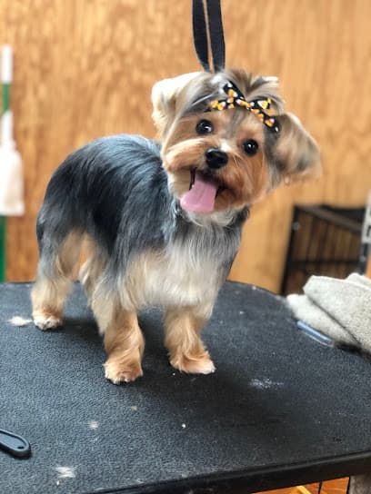 Pampered Poodles & Terriers