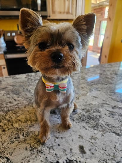 Hope's Red Leash Dog Grooming and Lure Chase