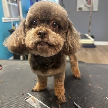 Pet Parlor Pet Grooming ,LLC