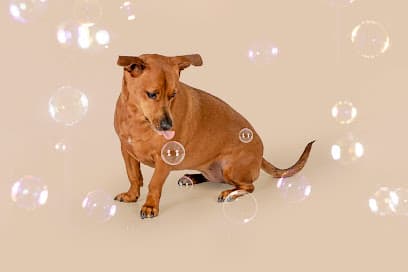 Sit Stay Wash | Self-serve Dog Spa