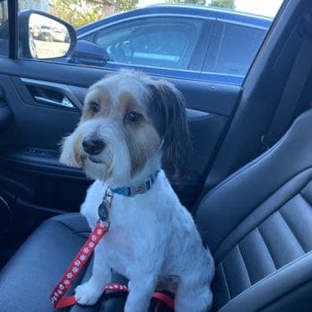 Dog Grooming at Rubber Doggies