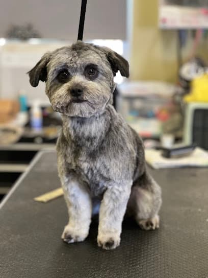 Boulevard Dog Salon