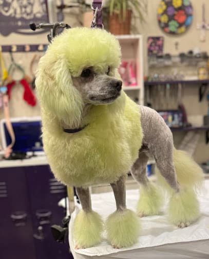 Pet-Pals Dog Grooming Salon
