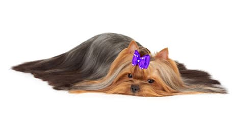 Hair of the Dog Grooming