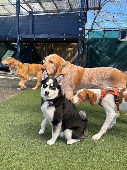 Pups-A-Daisy
