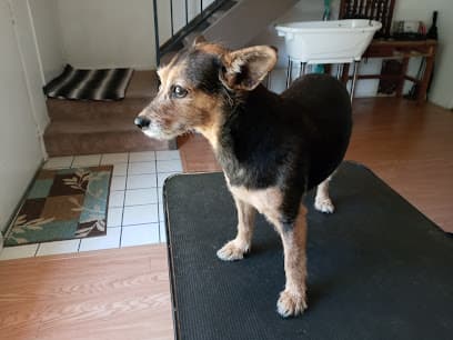 Dog Spa Santa Rosa