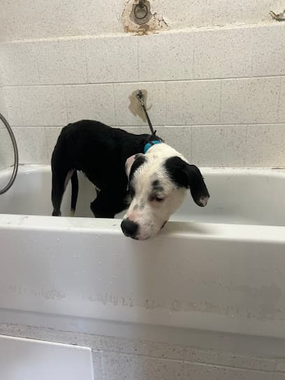 Dirty Johnson's Self Service Dog Wash