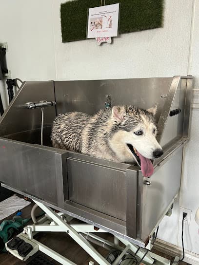 Selfie Dog Wash