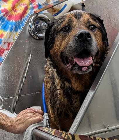 Groovy Grooming Mobile Pet Salon