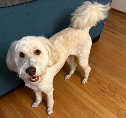 We Love Paws Pet Grooming Salon