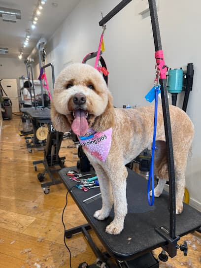 Dashing Dog - Lakeview