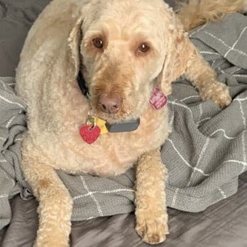 Singing Scissors Pet Grooming