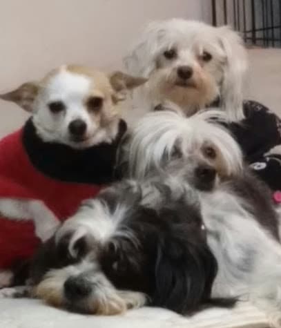 Bel Air Pet Care