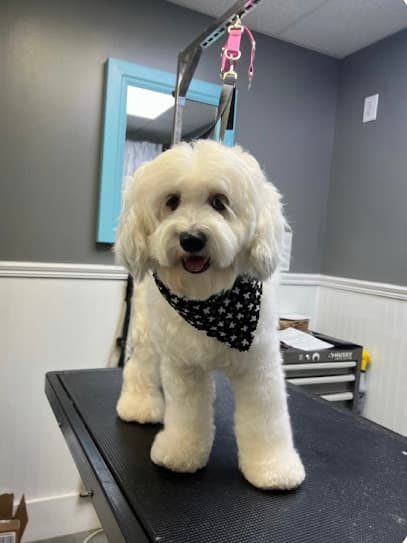 Doggie Day Spa Grooming and Self Serve Salon