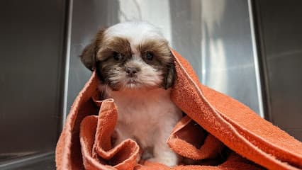 Casa del Rocio - Pet Grooming, Boarding & More