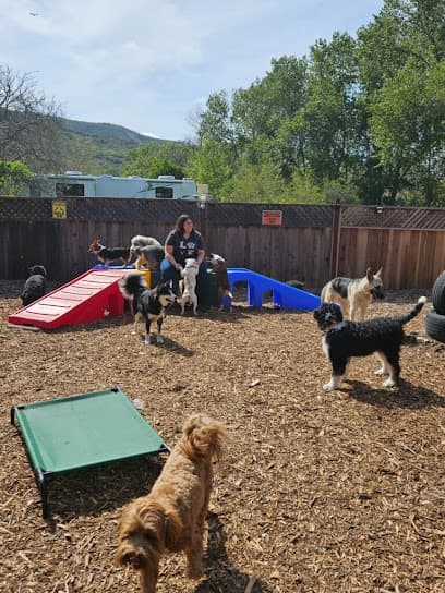 All-Starr Pup Camp