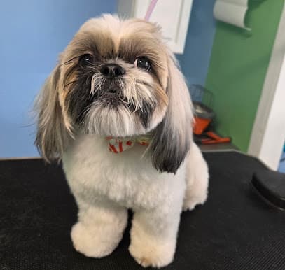 Scruffy To Fluffy Grooming LLC