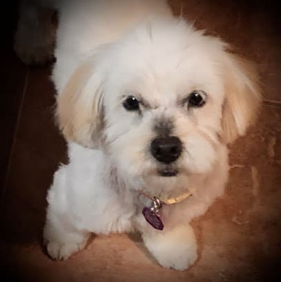 Shaggy Dog