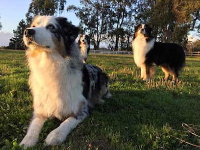 Bit O'Blarney Pet Services