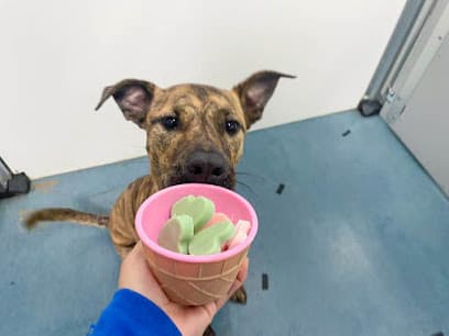 24 Hour Dog Daycare