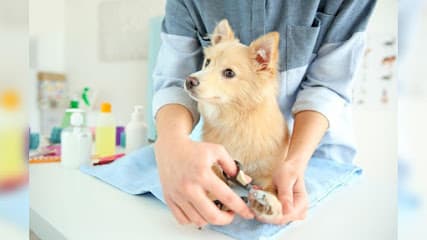 Dana & Friends Pet Grooming
