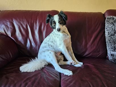Tatiana's Pet Grooming