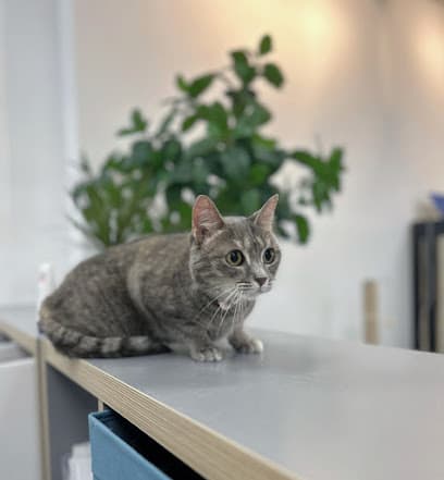 Pet Beloved