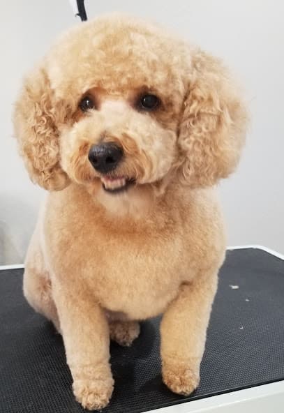 Upscale Tail Pet Spa & Grooming