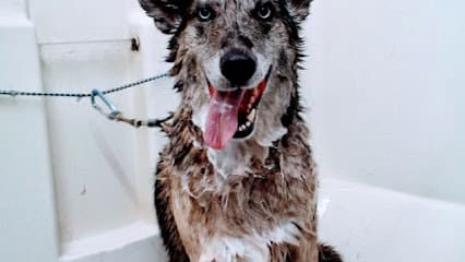 El Cajon Dog Wash and Grooming Salon