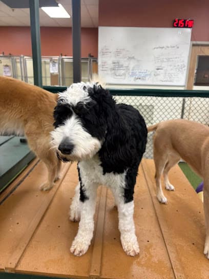 Spa Paw & Tail Premier Pet Resort