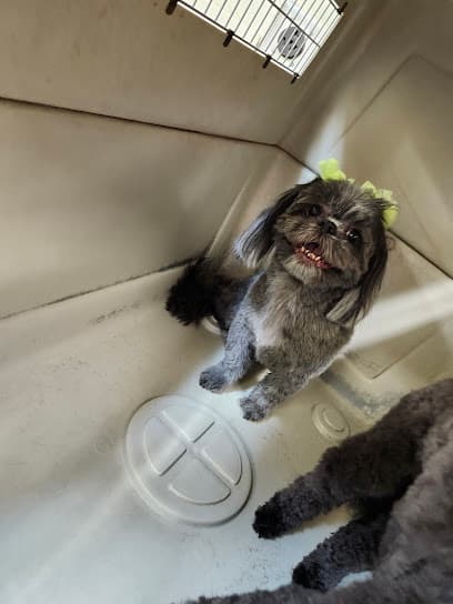 PUPPY BATH PET GROOMING