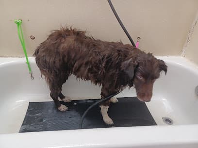 Shampoochez Dog Wash