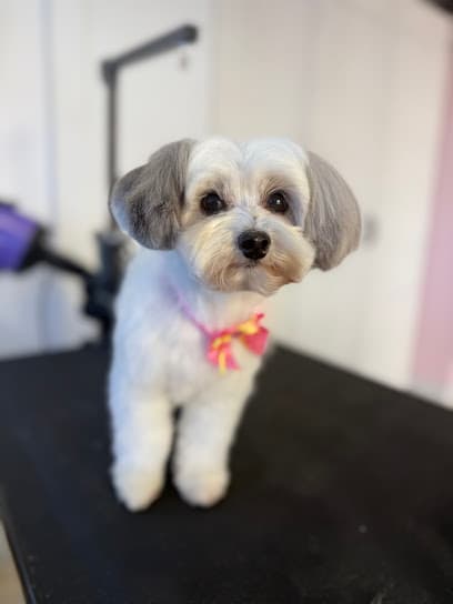 Virginia's Professional Pet Grooming