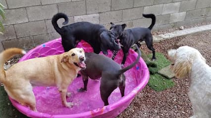 Hot Diggity Dog Daycare