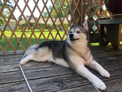 Bath & Beyond Pet Salon