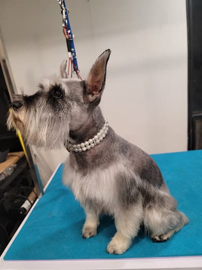 The Wizard of Paws LLC