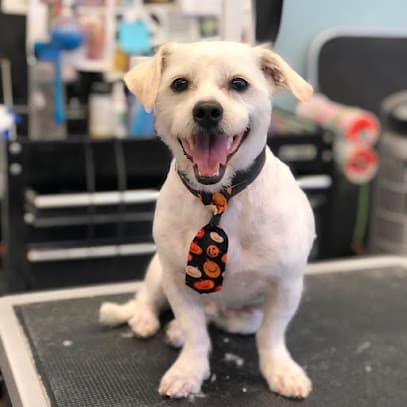 Showtime Pet Grooming