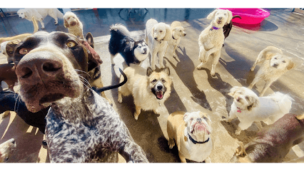 Metro Animals