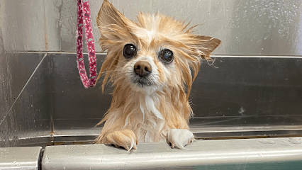 Southern Paw Pet Parlor