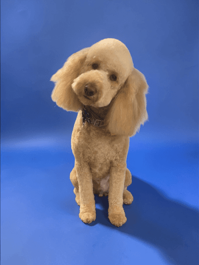 Charlie Grooms