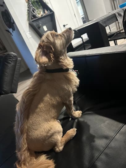 Pups R Us - Grooming