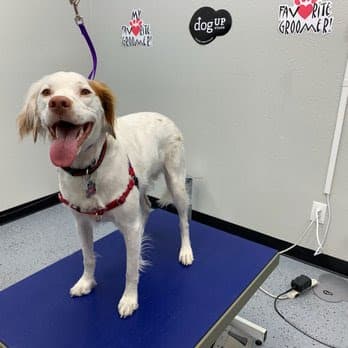 My Favorite Groomer LLC