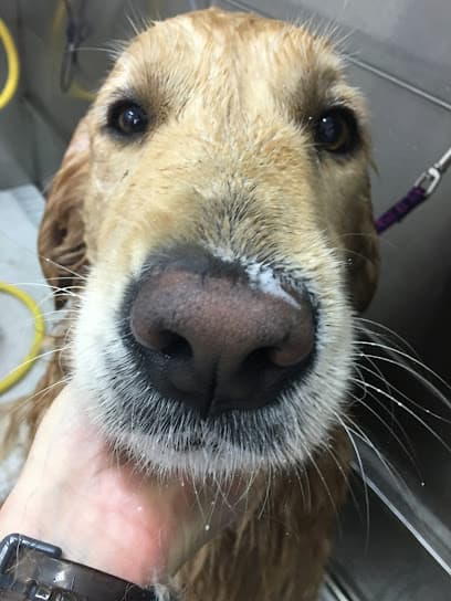 Paws & Bows Pet Grooming
