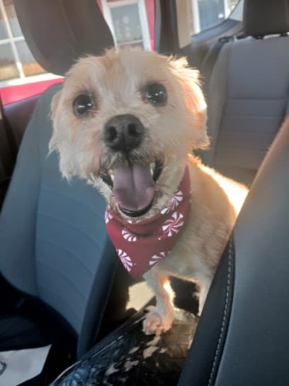 Loving Touch Grooming & Boarding, LLC